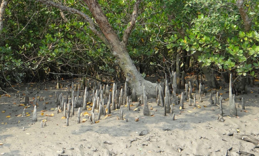 Mangrove cone roots