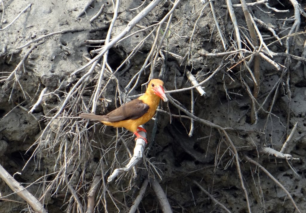 Brown winged kingfisher