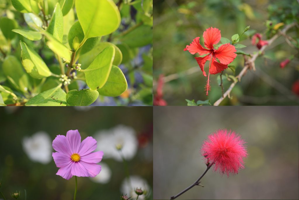 Nature and flows of the Sundarbans