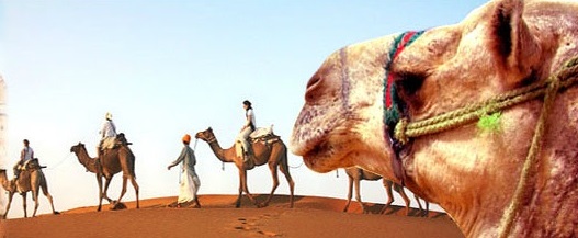 Riding on the Camels