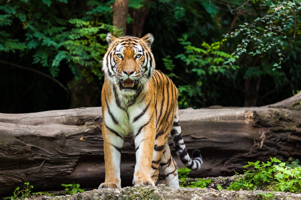 Royal Bengal Tiger