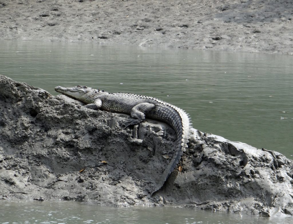 Saltwater crocodile in Sundarbans