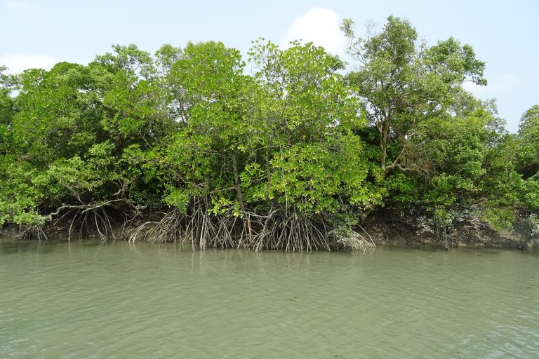 Sundarbans: The Largest Mangrove Forest in The World