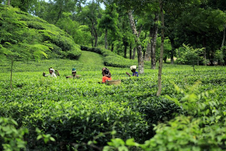 Tea Garden, Sylhet , Bangladesh