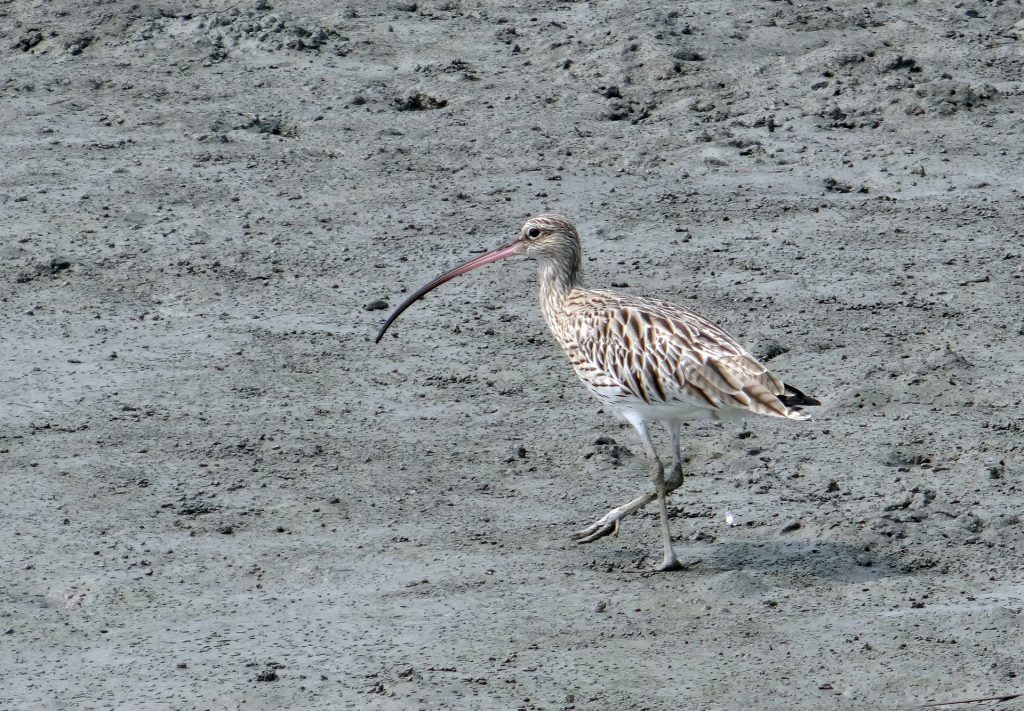 Eurasian curlew or curlew bird