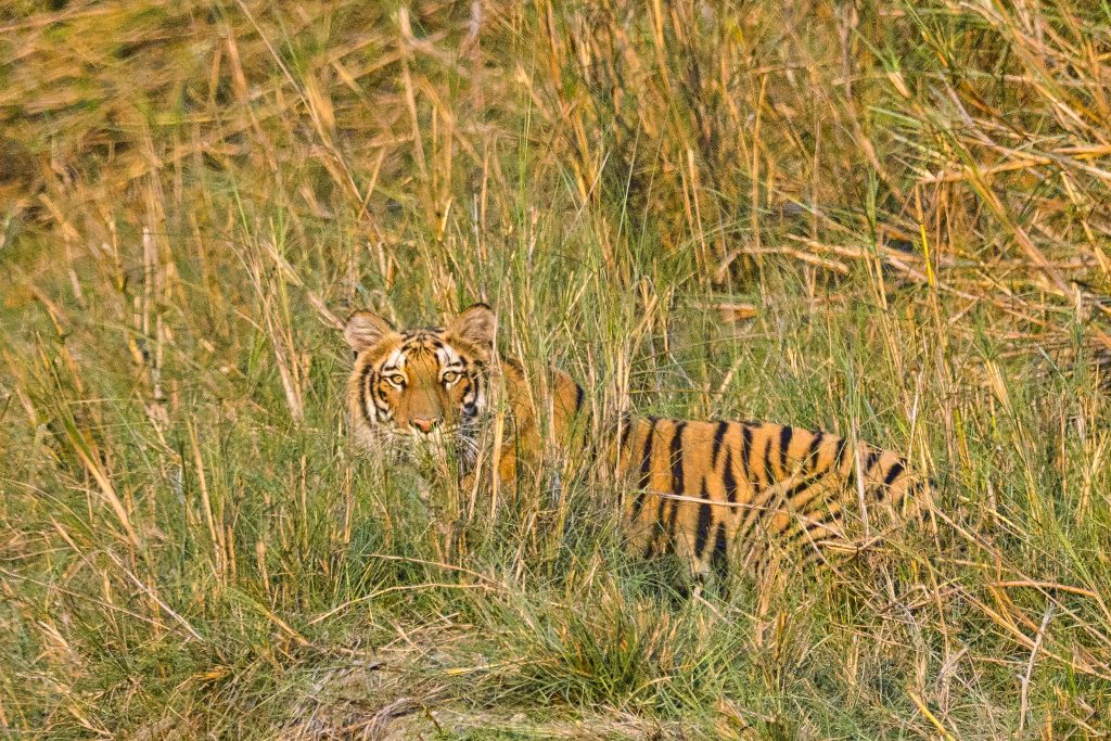 Royal bengal tiger