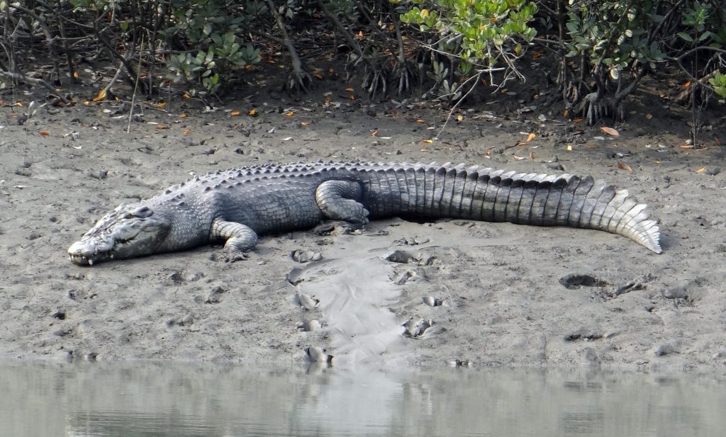 Saltwater crocodile of Sundarbans