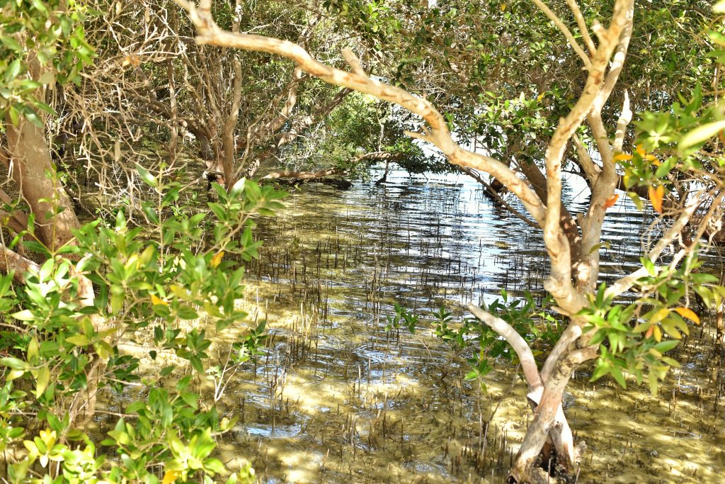 Seaside mangrove in Sundarbans