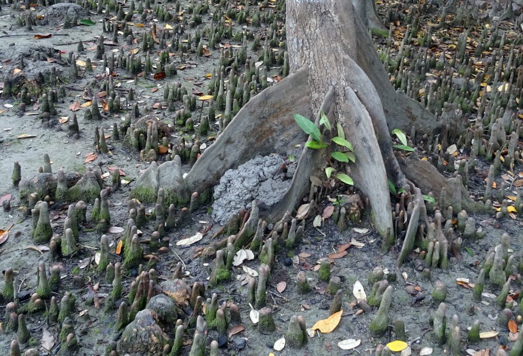 Sundari tree roots - The Wonders of Sundarbans National Park