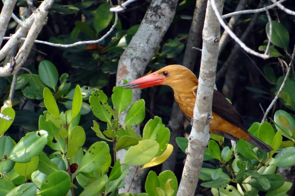 Brown winged kingfisher