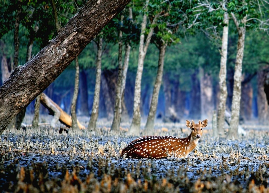 Deer in Sundarban National Park