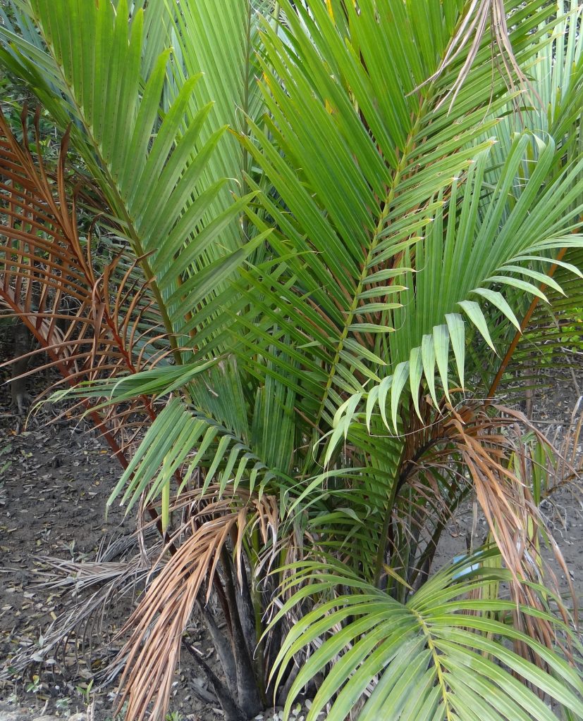 Golpata of Sundarbans