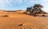 Desert